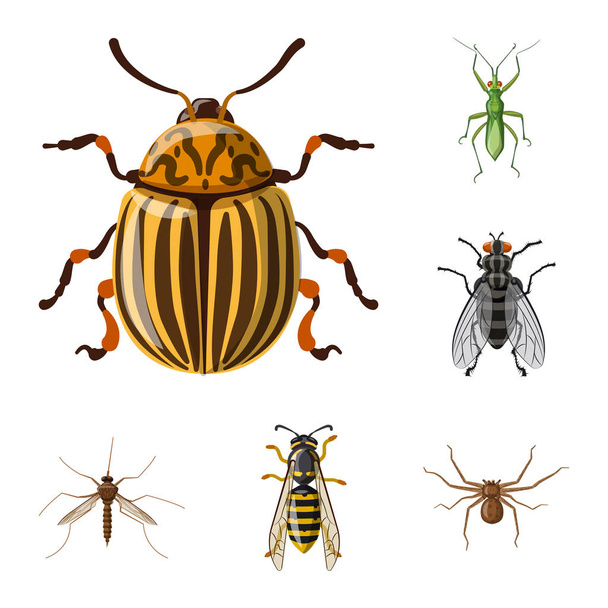 Vector illustration of insect and fly symbol. Collection of insect and element stock vector illustration. - Vector, Image