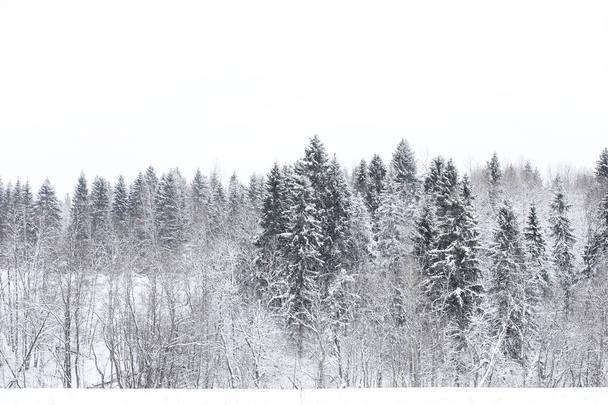 Landscape in the winter cloudy day - Valokuva, kuva