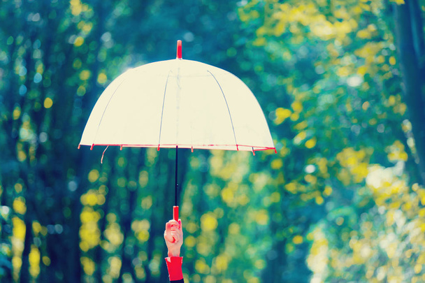 hand holding umbrella in a park - Фото, изображение