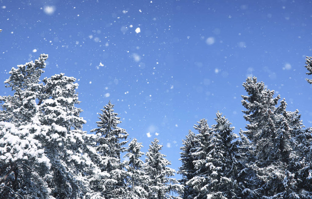 μαγικό πευκόφυτο δάσος το χειμώνα στο χιόνι - Φωτογραφία, εικόνα