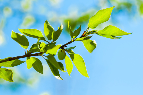 зеленые листья, мелкий фокус - Фото, изображение