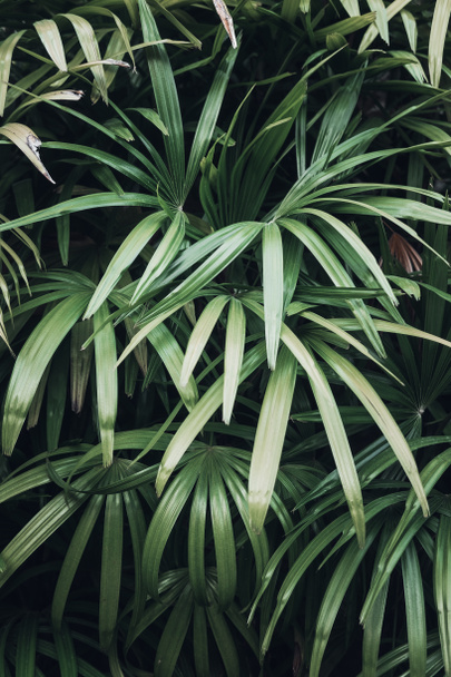 Deep dark faded green palm leaves pattern. Creative layout. Image filter effect - Photo, Image