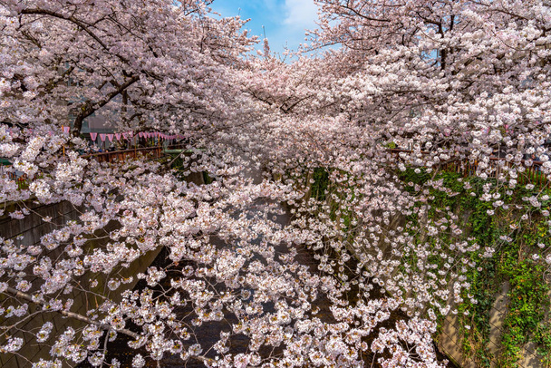 Cherry blossom season in Tokyo at Meguro river, Japan - Photo, Image
