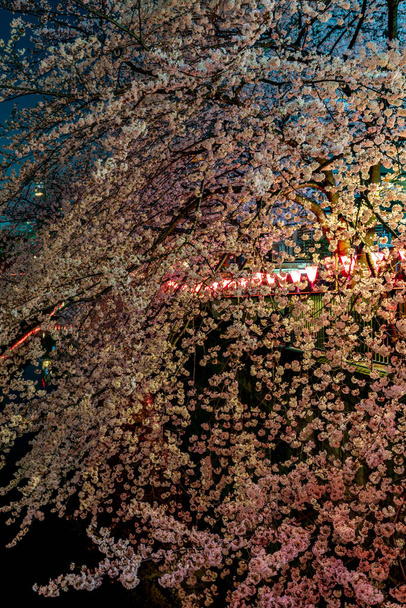 Cherry blossom season in Tokyo at Meguro river, Japan - Photo, Image