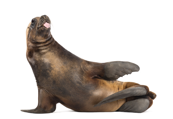 California Sea Lion, 17 years old, lying and sticking out its tongue against white background - Photo, Image