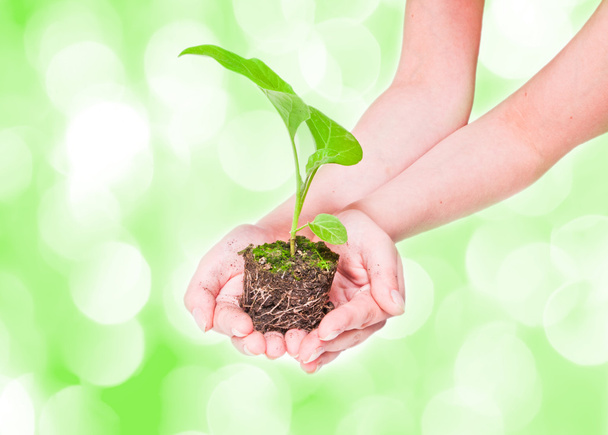 Growing green plant in a hand - Zdjęcie, obraz