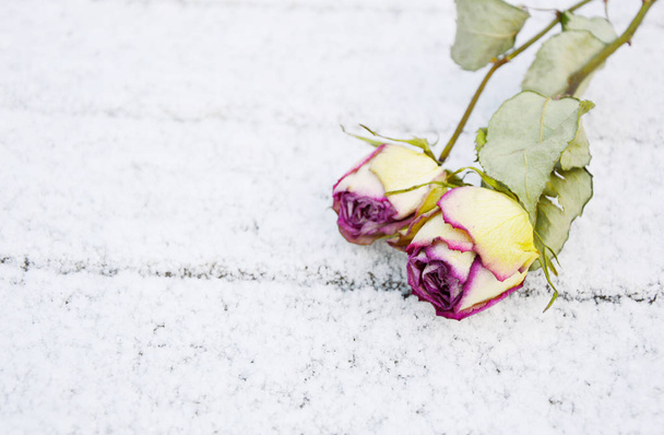 ikuinen love.snow kuivilla ruusuilla (Soft focus, linssi hämärtää
) - Valokuva, kuva