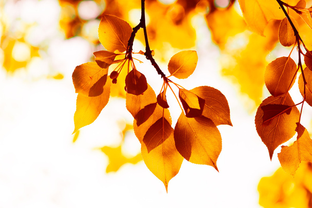 autumn yellow leaves, shallow focus - 写真・画像