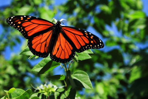 Borboleta monarca macho empoleirado em uma planta verde com envergadura de asa cheia mostrando coloração brilhante conjunto contra uma variedade de tons de plantas verdes e um céu azul claro
. - Foto, Imagem