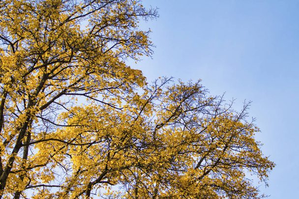 Herbstzweige mit gelben Blättern gegen den Himmel - Foto, Bild