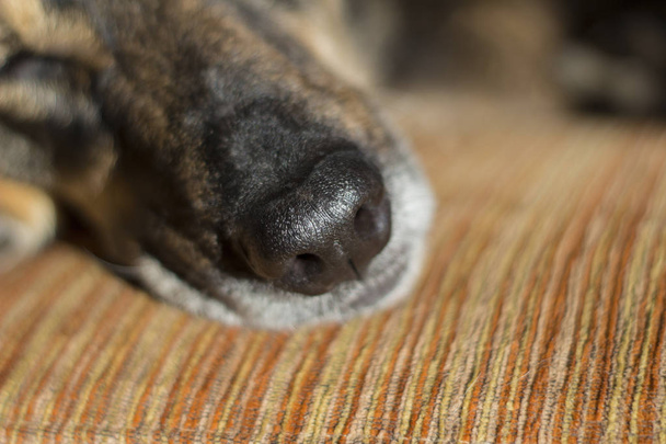 κοντινό πλάνο του ένα φίμωτρο ενός ύπνου του σκύλου  - Φωτογραφία, εικόνα