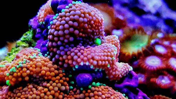 Ricordea きのこ珊瑚、海水サンゴ礁水槽の最も美しいきのこ珊瑚の 1 つ  - 写真・画像
