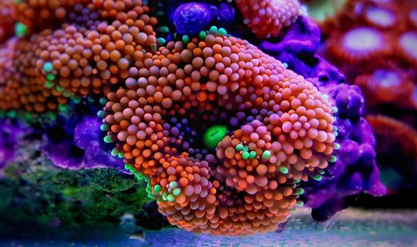 Ricordea きのこ珊瑚、海水サンゴ礁水槽の最も美しいきのこ珊瑚の 1 つ  - 写真・画像