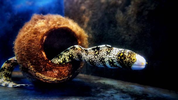 Anguille des flocons de neige (Echidna nebulosa)
) - Photo, image