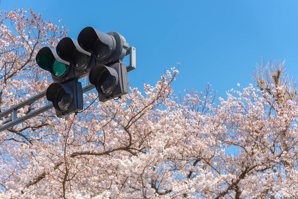 Φανάρι (το πράσινο φως) με ανθισμένες κερασιές, Τόκιο, Ιαπωνία. - Φωτογραφία, εικόνα