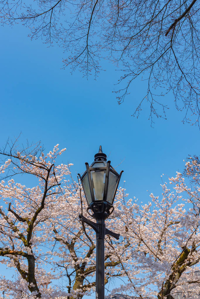 Street light with Cherry blossoms, Tokyo, Japan. - Photo, Image