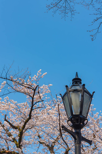 Sokak ışık kiraz çiçekleri, Tokyo, Japonya. - Fotoğraf, Görsel