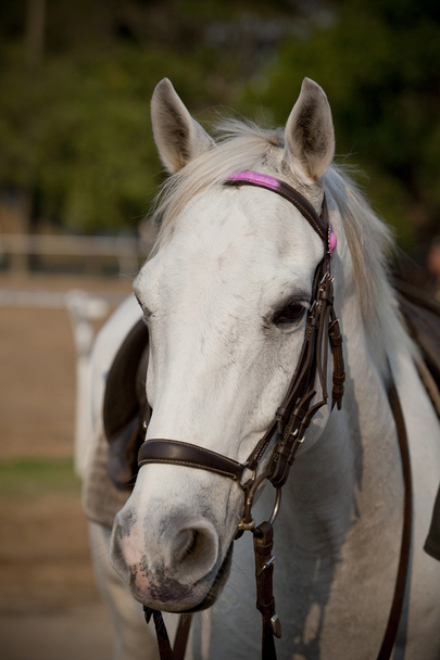 zblízka obličej bílý kůň na místě - Fotografie, Obrázek