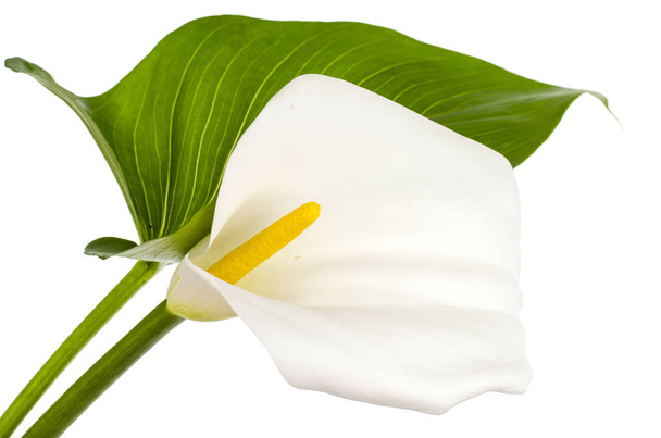 Beautiful flower and green leaf calla isolated on white background - Photo, Image