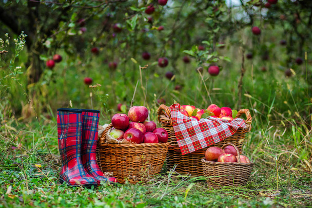 Καλάθια με μήλα στον κήπο, μπότες. Η συγκομιδή των μήλων. - Φωτογραφία, εικόνα