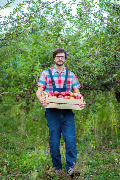 Harvesting of apples. A man working in the garden. Organic apples. - 写真・画像
