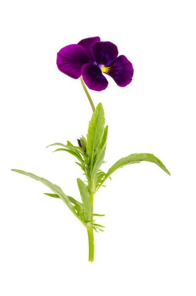 Viola tricolor var. hortensis na białym tle - Zdjęcie, obraz