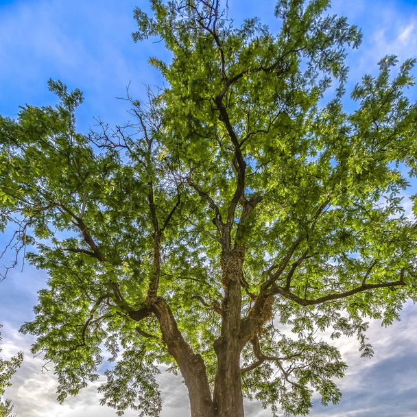 Kroon van een bloeiende boom tegen de lucht en de wolken - Foto, afbeelding