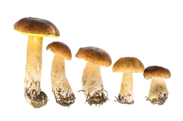 Forest mushrooms on white background. Studio Photo - Photo, Image