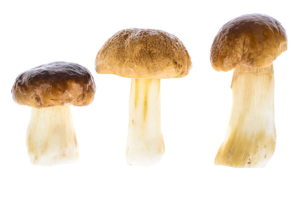 Forest mushrooms on white background - Fotografie, Obrázek