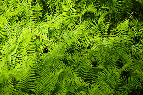 Beautyful ferns leaves green foliage natural floral fern background in sunlight. - Photo, Image