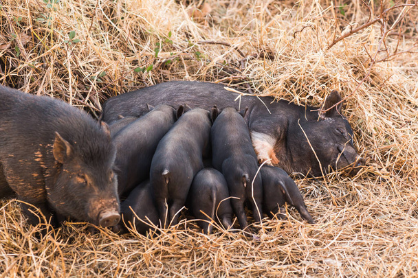 Yeni doğan vahşi domuz yavruları annesi meme emmek - Fotoğraf, Görsel