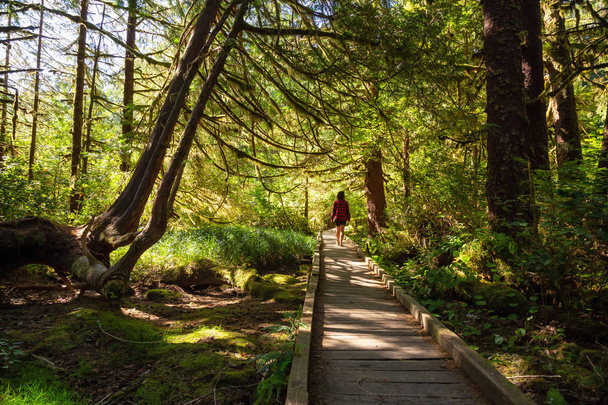 Beautiful path in the woods. Taken in Cape Scott Provincial Park, Northern Vancouver Island, BC, Canada. - Fotografie, Obrázek