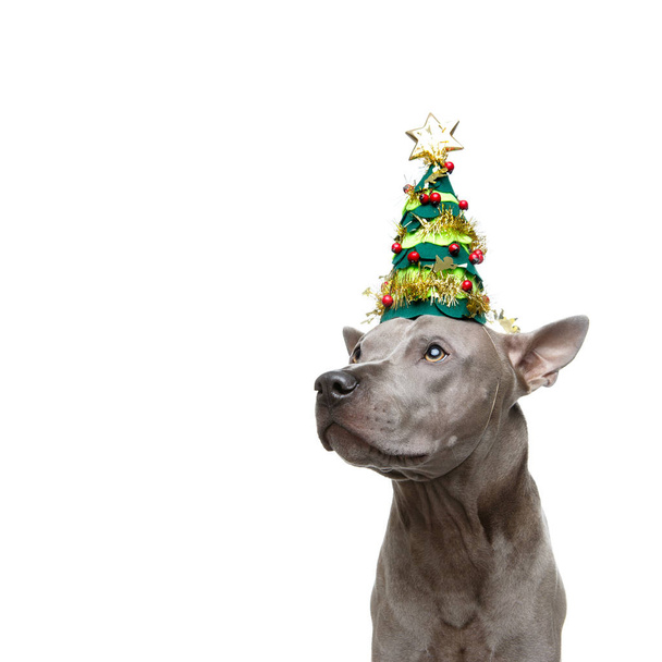 piękny tajski ridgeback pies w nowy rok drzewo kapelusz - Zdjęcie, obraz