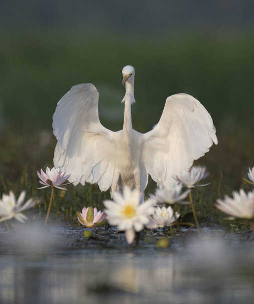  Egret vedessä lilja lampi
  - Valokuva, kuva