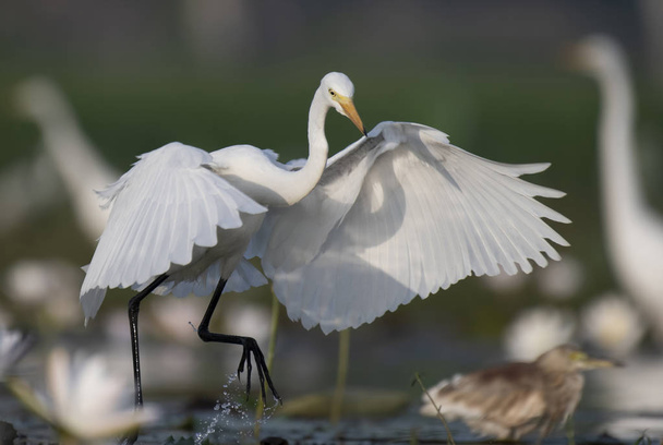  Egret v jezírko s lekníny  - Fotografie, Obrázek