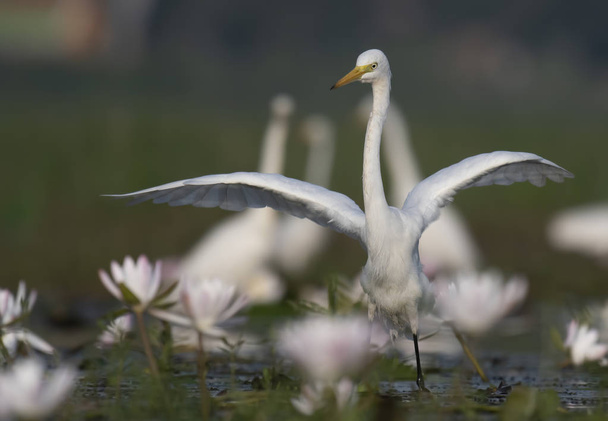 ptačí tanec v lotus rybník  - Fotografie, Obrázek