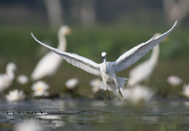 Egret em lagoa de lírio de água
  - Foto, Imagem