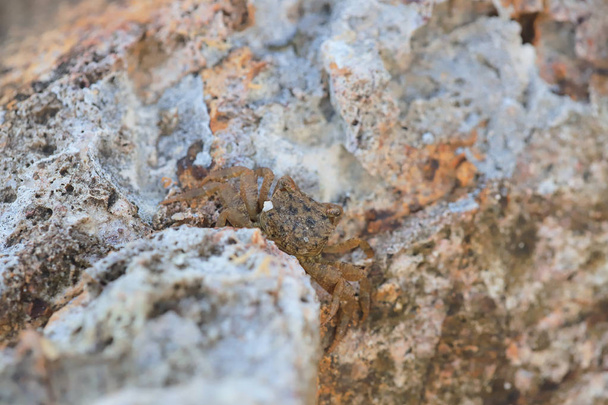 pieni merirapu piiloutuu kiviin
 - Valokuva, kuva