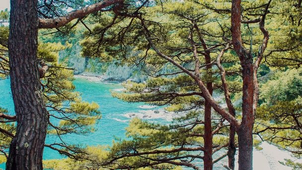 Beautiful panorama of pine forest on the coast. Rocks and seashore - Valokuva, kuva