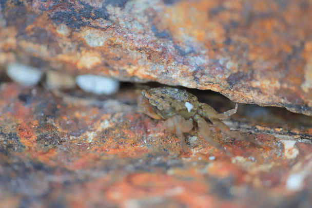 a Small sea crab hide in stones - Photo, Image