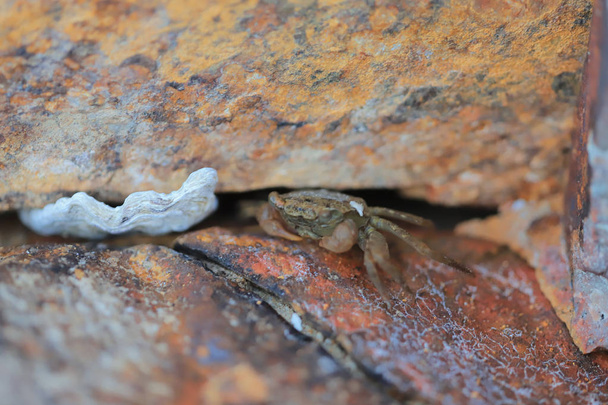 een kleine zee-krab verbergen in stenen - Foto, afbeelding