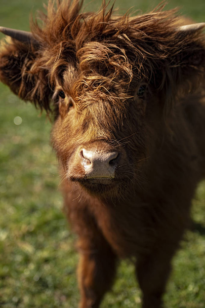 Highland cow on the farm during the day - Foto, Bild
