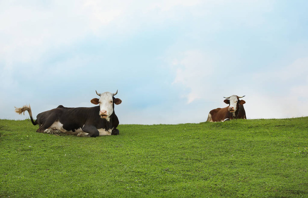 Herd of beautiful cows on green hill - Φωτογραφία, εικόνα