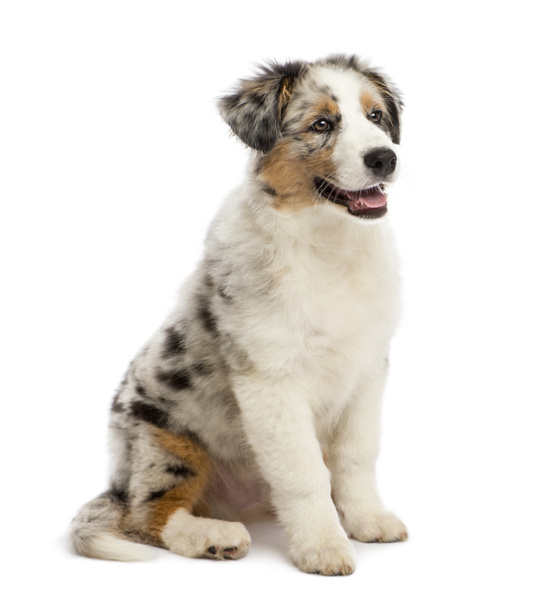 Australian Shepherd puppy, 3 months old, sitting and looking away against white background - Photo, Image