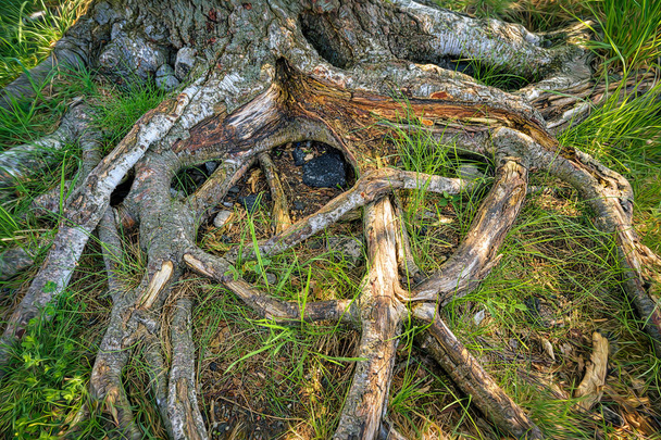 egy öreg fa gyökerei, Hdr közelről - Fotó, kép