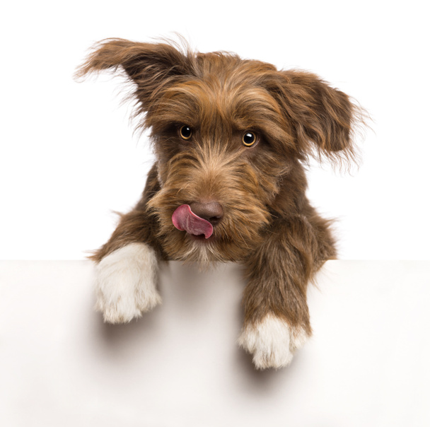 Crossbreed, 5 months old, leaning on a white panel and licking lips against white background - Photo, Image