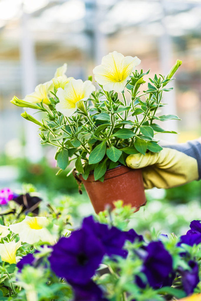 Hand of a florist holding beautiful potted yellow petunias - Foto, imagen