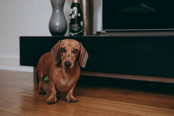 Πορτρέτο του ένα dachshund καστανά μαλλιά λεία, στέκεται πάνω στο ξύλινο πάτωμα, ψάχνει περιέργως στο κάμερα, θέα από ψηλά. - Φωτογραφία, εικόνα