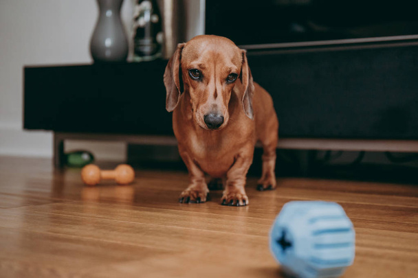 Cansado suave marrón miniatura dachshund de pie en el suelo, mirando la pelota de juguete de goma en el suelo en frente
. - Foto, Imagen