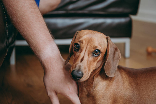 Owner's hand caressing brown smooth hair dachshund puppy standing on the wooden floor at home. - Φωτογραφία, εικόνα